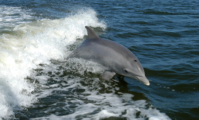 Bottlenose_Dolphin